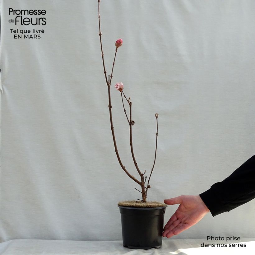 Exemplar von Bodnant-Winterschneeball Charles Lamont - Viburnum bodnantense Topf mit 3L/4L wie im Frühjahr geliefert