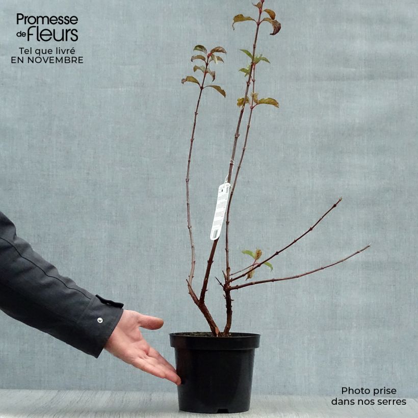 Example of Bodnant-Winterschneeball Dawn - Viburnum bodnantense Topf mit 2L/3L as you get in automne