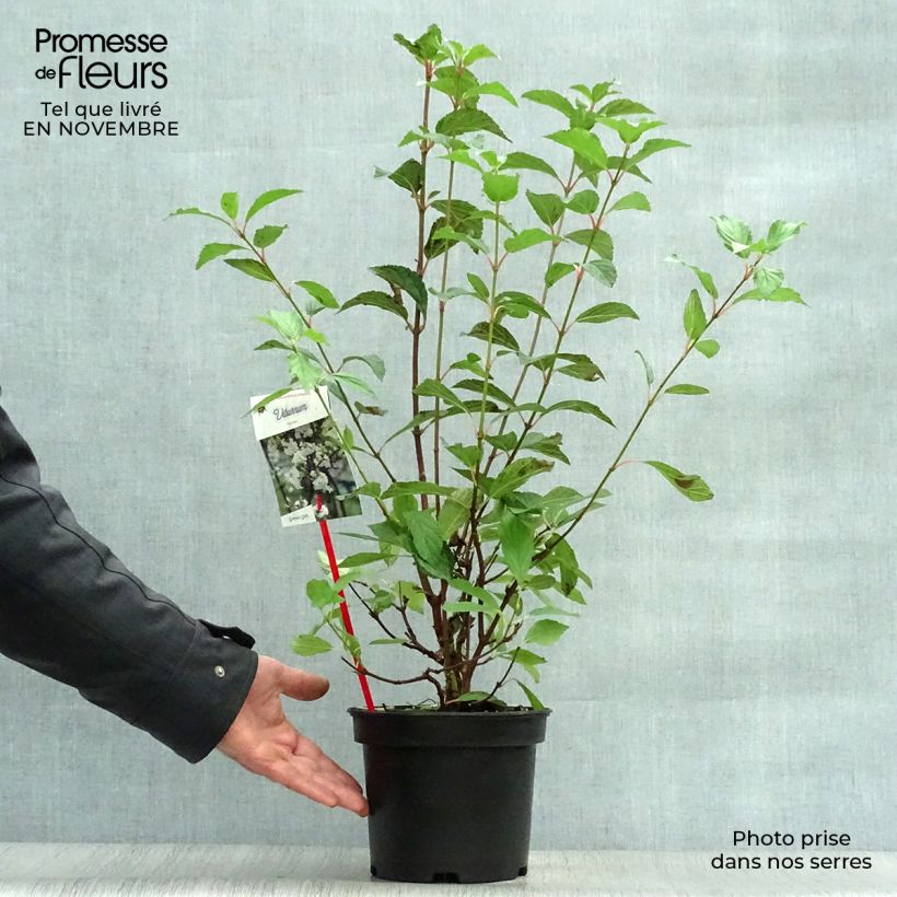 Example of Farrers Schneeball - Viburnum farreri Topf mit 2L/3L as you get in automne