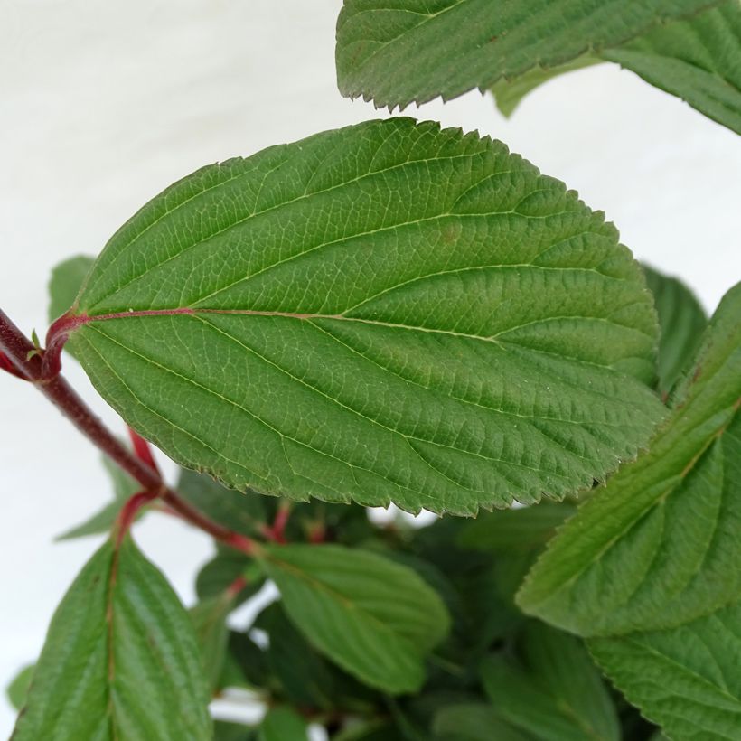 Bodnant-Winterschneeball Charles Lamont - Viburnum bodnantense (Foliage)