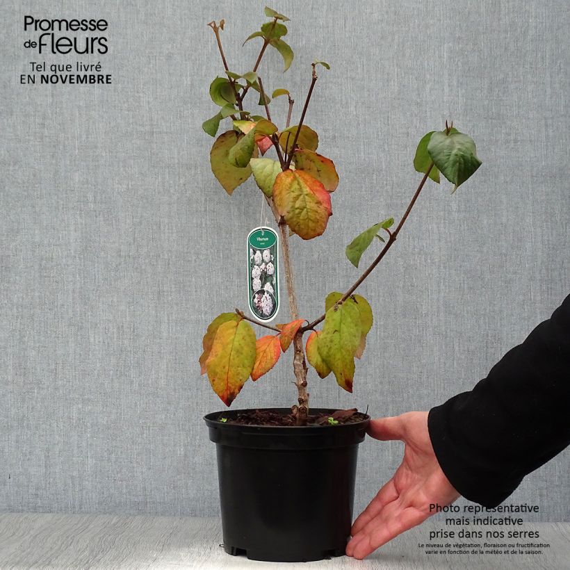 Example of Koreanischer Duft-Schneeball Caprifoliaceae - Viburnum carlesii Topf mit 2L/3L as you get in automne