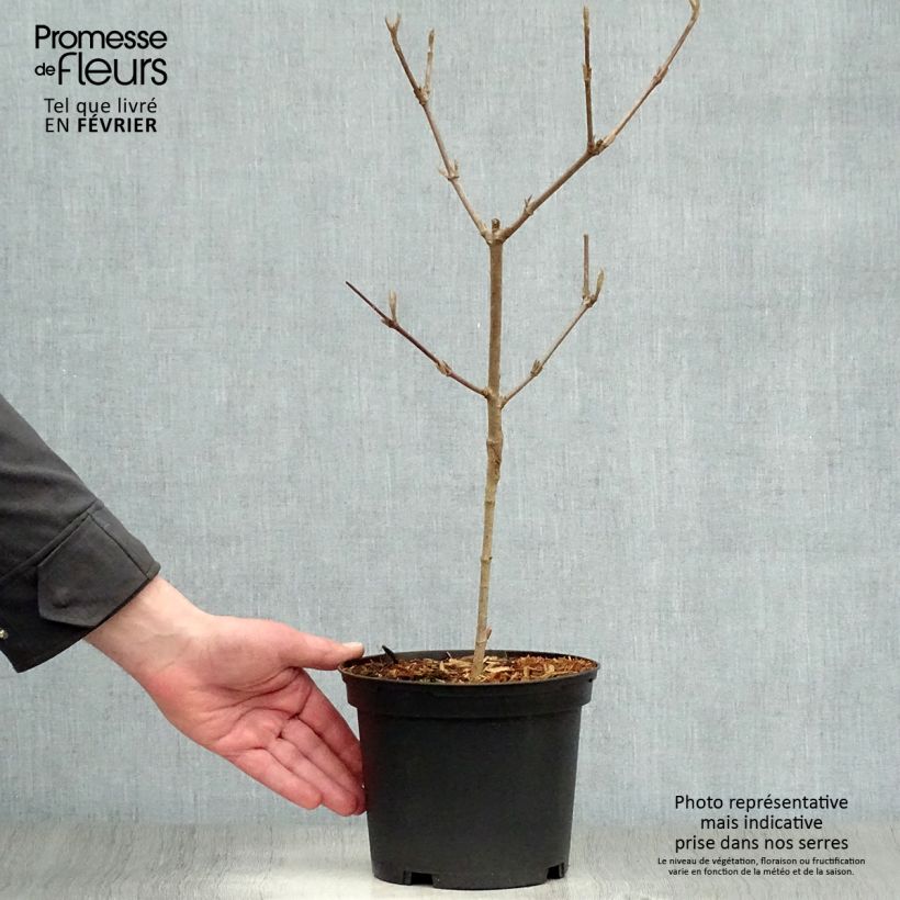 Exemplar von Koreanischer Duft-Schneeball Caprifoliaceae - Viburnum carlesii Topf mit 2L/3L wie im Winter geliefert