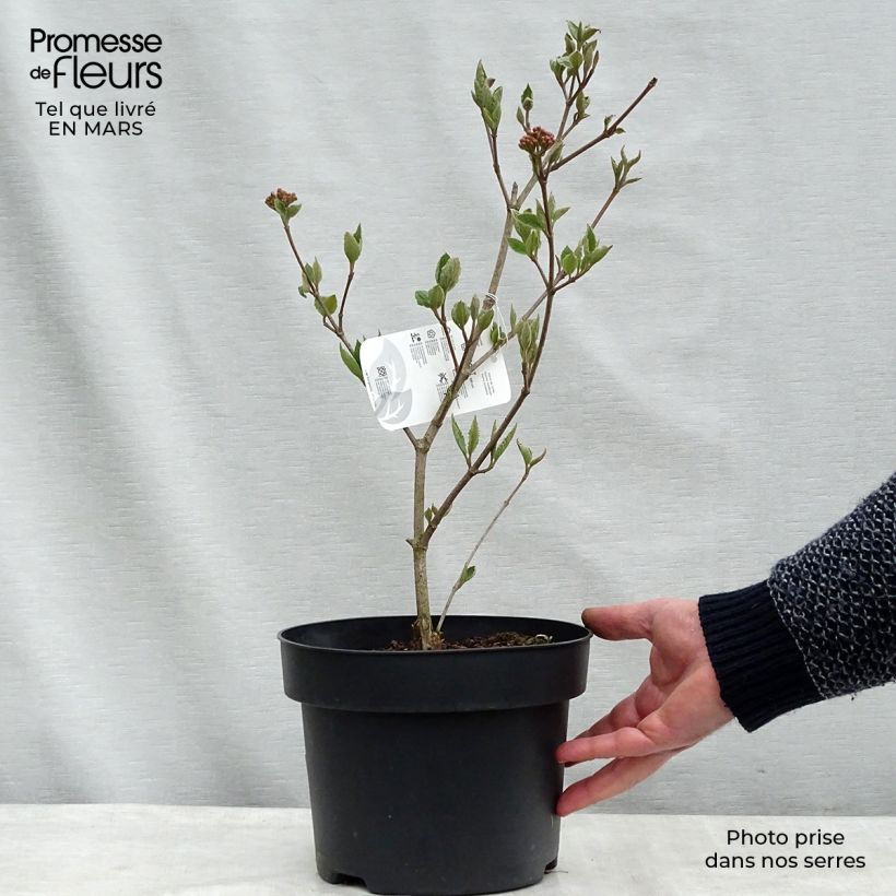 Example of Koreanischer Duft-Schneeball Caprifoliaceae - Viburnum carlesii Topf mit 4L/5L as you get in hiver