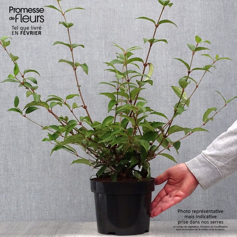 Example of Japanischer Schneeball Kilimanjaro Sunrise - Viburnum plicatum Topf mit 2L/3L as you get in automne