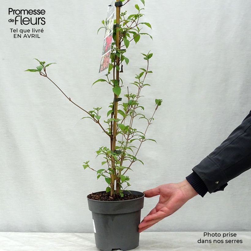 Exemplar von Japanischer Schneeball Kilimanjaro Sunrise - Viburnum plicatum Topf mit 2L/3L wie im Frühjahr geliefert