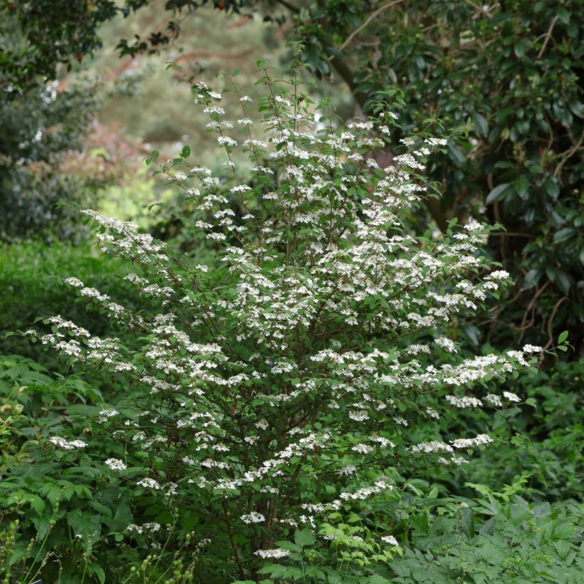 Japanischer Schneeball Kilimanjaro Sunrise - Viburnum plicatum (Plant habit)