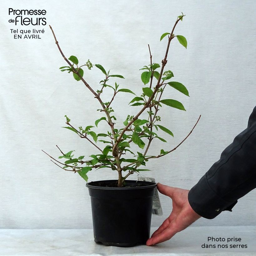 Exemplar von Japanischer Schneeball Mariesii - Viburnum plicatum Topf mit 3L/4L wie im Frühjahr geliefert