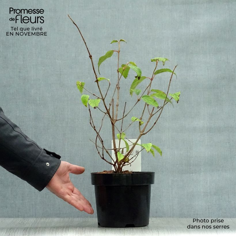 Example of Japanischer Schneeball Shasta - Viburnum plicatum mariesii Topf mit 3L/4L as you get in automne