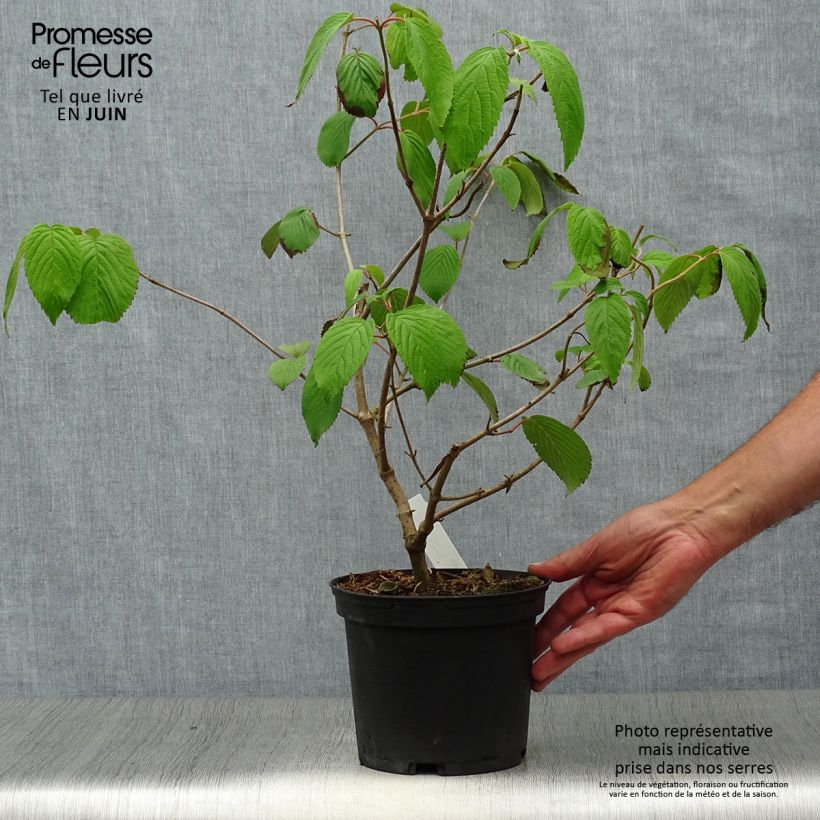 Exemplar von Japanischer Schneeball Shasta - Viburnum plicatum mariesii Topf mit 3L/4L wie im Sommer geliefert
