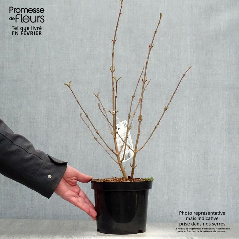 Exemplar von Japanischer Schneeball Tomentosum - Viburnum plicatum Topf mit 2L/3L wie im Winter geliefert