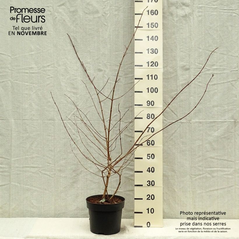 Example of Japanischer Schneeball Tomentosum - Viburnum plicatum Topf mit 7,5L/10L as you get in automne