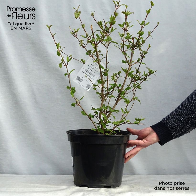 Exemplar von Japanischer Schneeball Tomentosum - Viburnum plicatum Topf mit 7,5L/10L wie im Frühjahr geliefert