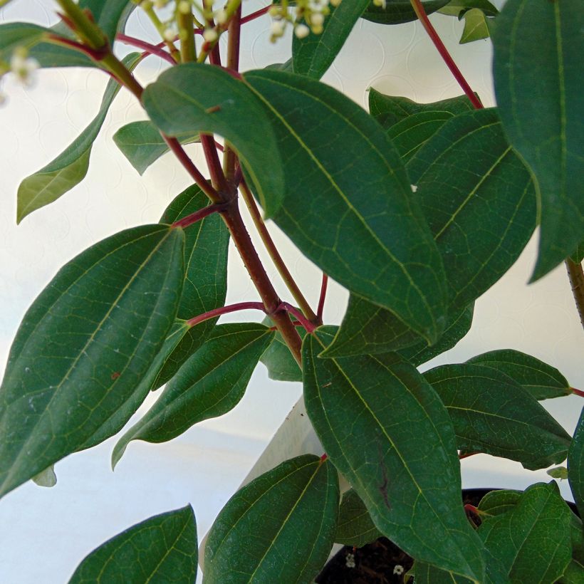 Immergrüner Kissen-Schneeball Angustifolium - Viburnum davidii (Foliage)