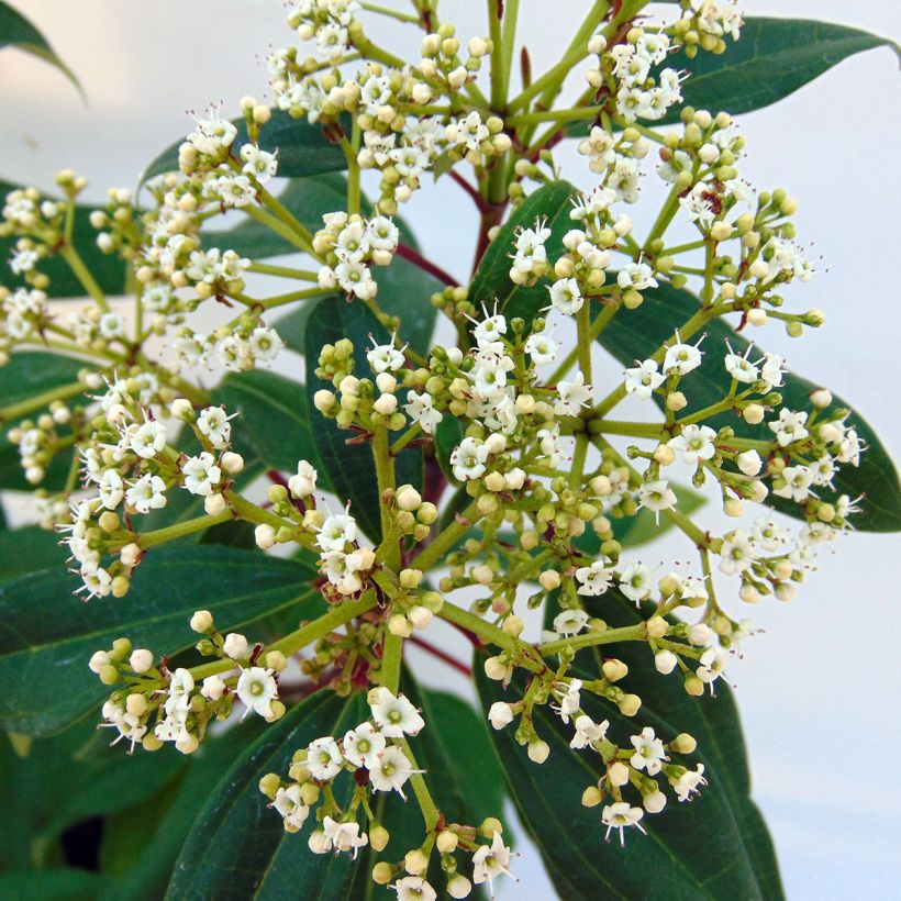 Immergrüner Kissen-Schneeball Angustifolium - Viburnum davidii (Flowering)