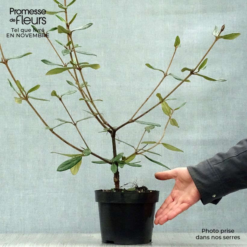 Example of Schneeball Pragense - Viburnum Topf mit 3L/4L as you get in automne