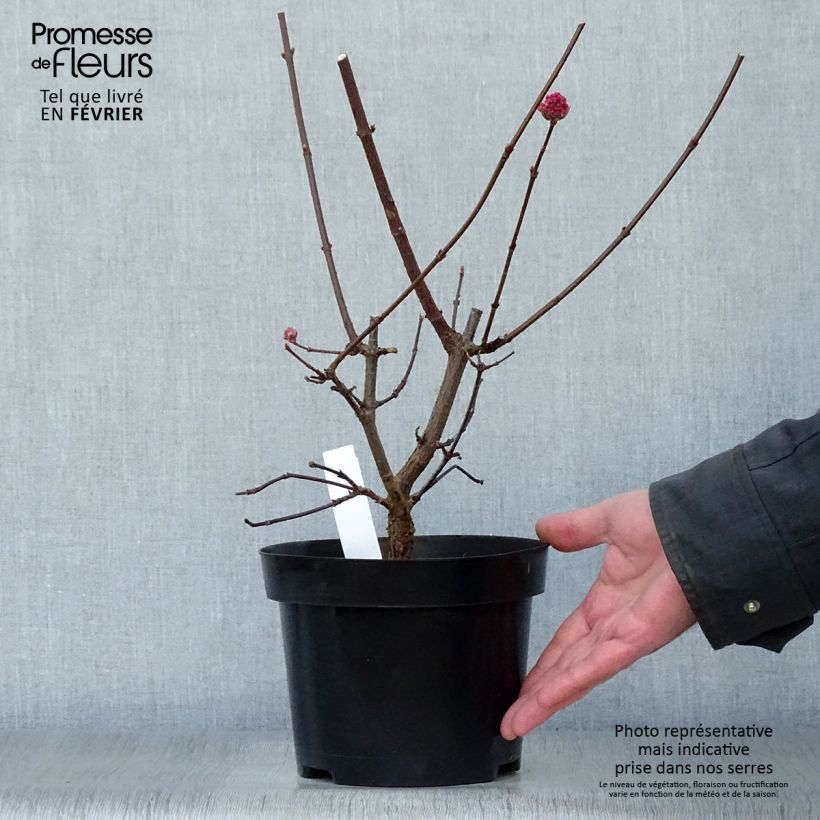 Exemplar von Bodnant-Winterschneeball Charles Lamont - Viburnum bodnantense Topf mit 3L/4L wie im Winter geliefert