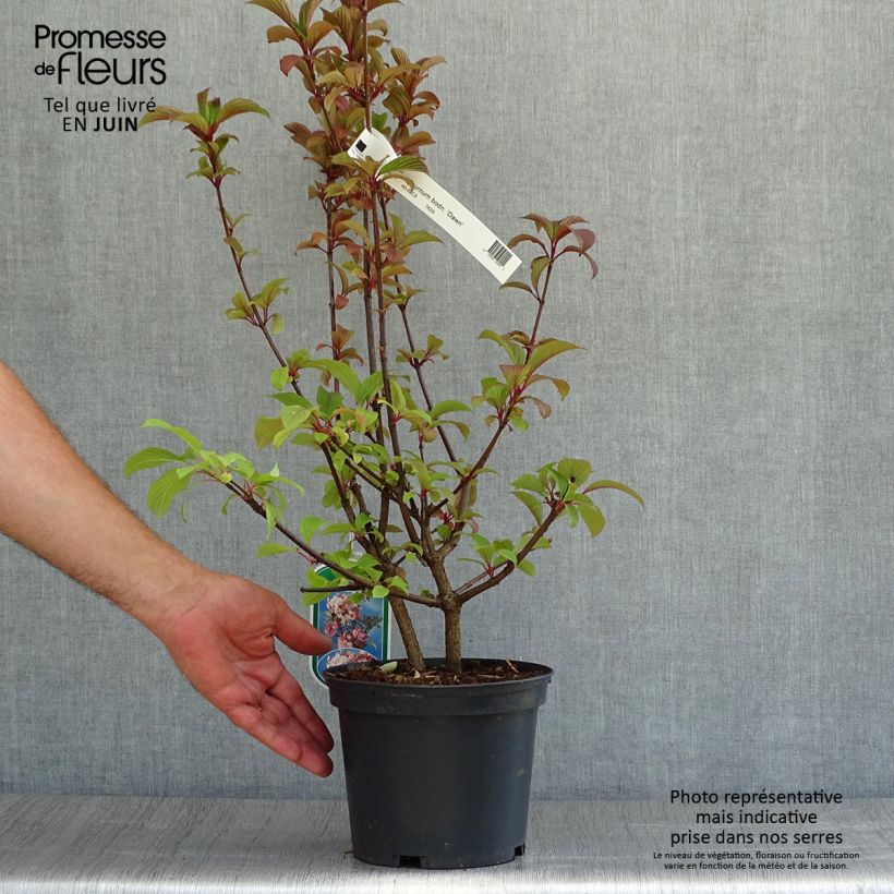 Exemplar von Bodnant-Winterschneeball Dawn - Viburnum bodnantense Topf mit 2L/3L wie im Sommer geliefert