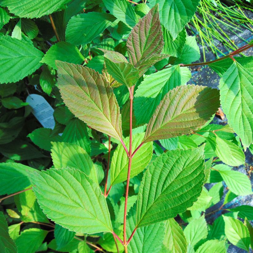 Farrers Schneeball - Viburnum farreri (Foliage)