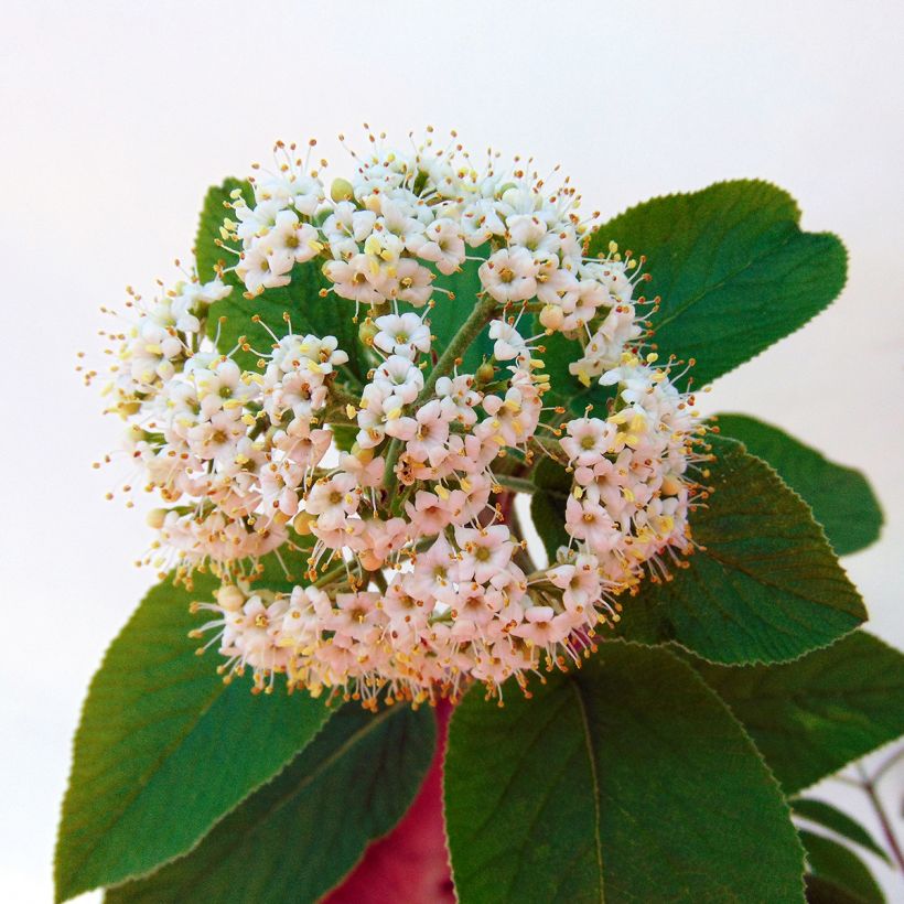 Wolliger Schneeball Mohican - Viburnum lantana (Flowering)