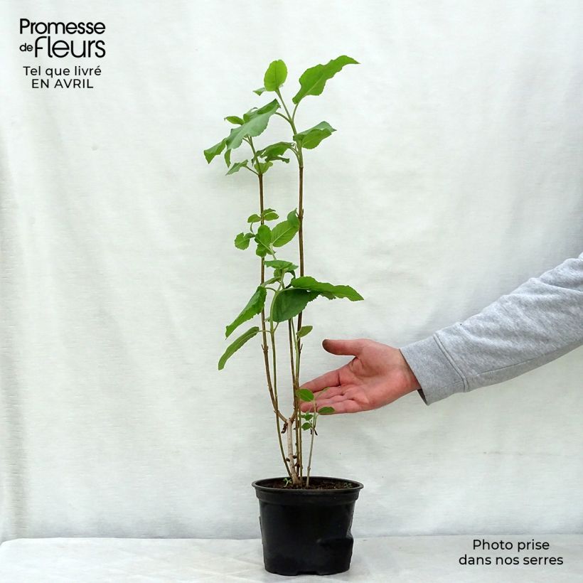 Exemplar von Wolliger Schneeball - Viburnum lantana Topf mit 1,5L/2L wie im Frühjahr geliefert