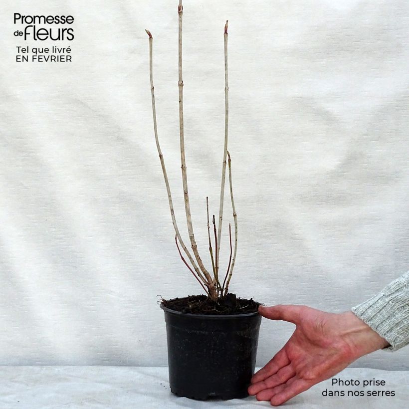 Exemplar von Gewöhnlicher Schneeball - Viburnum opulus Topf mit 2L/3L wie im Winter geliefert