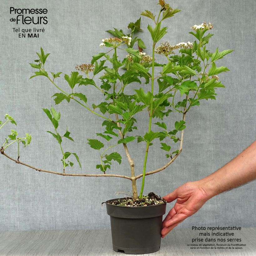 Exemplar von Gewöhnlicher Schneeball - Viburnum opulus Topf mit 2L/3L wie im Frühjahr geliefert