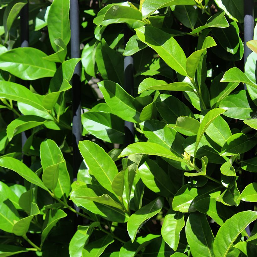 Duftender Schneeball - Viburnum odoratissimum (Foliage)