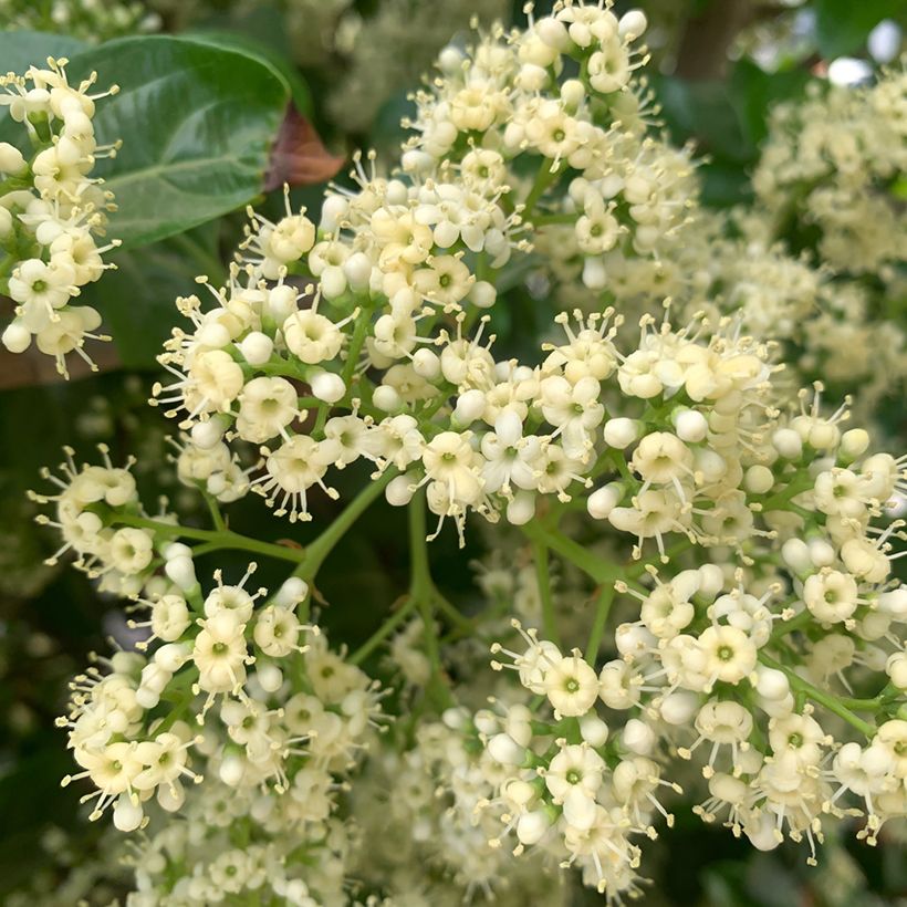Duftender Schneeball - Viburnum odoratissimum (Flowering)