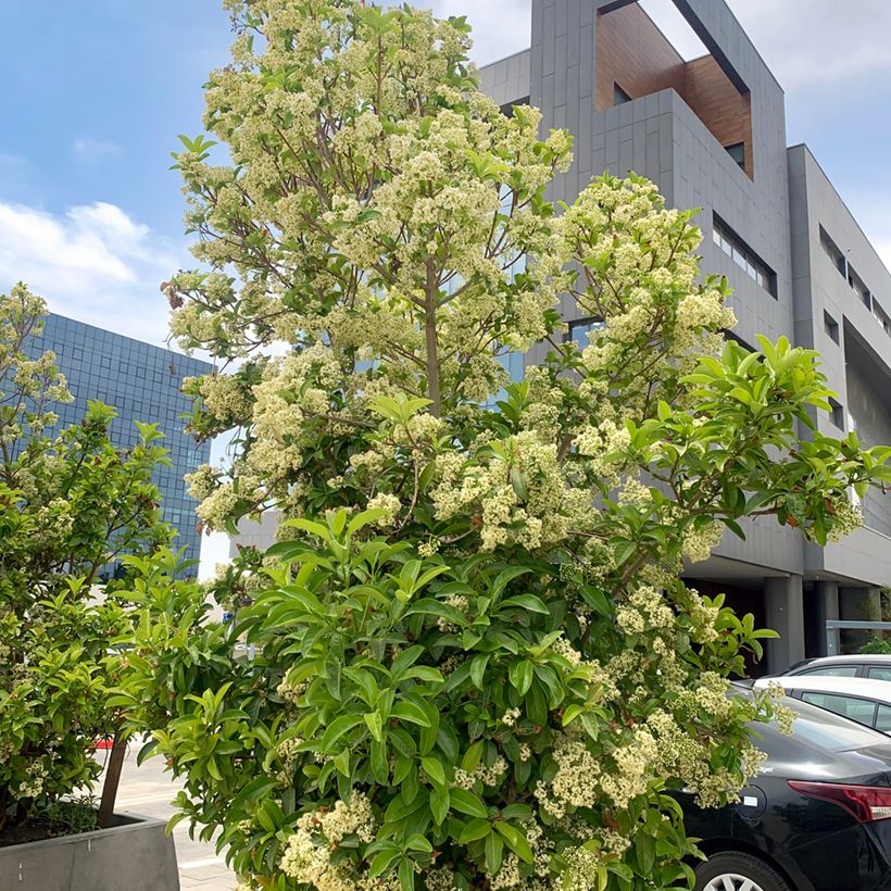 Duftender Schneeball - Viburnum odoratissimum (Plant habit)