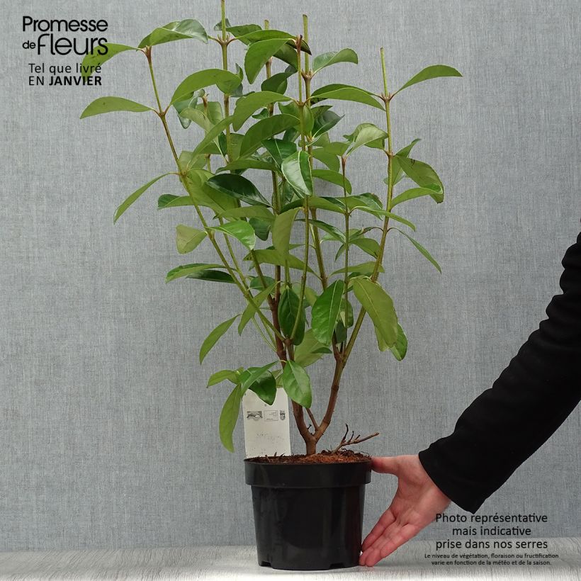 Exemplar von Duftender Schneeball - Viburnum odoratissimum Topf mit 2L/3L wie im Winter geliefert