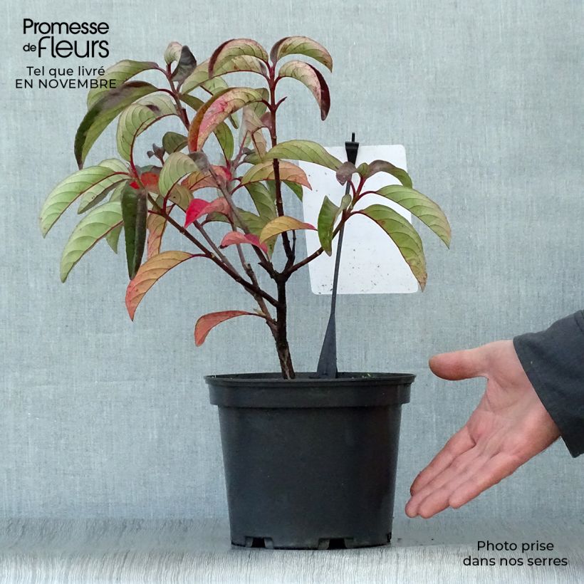 Example of Schneeball Le Bois Marquis - Viburnum Topf mit 3L/4L as you get in automne