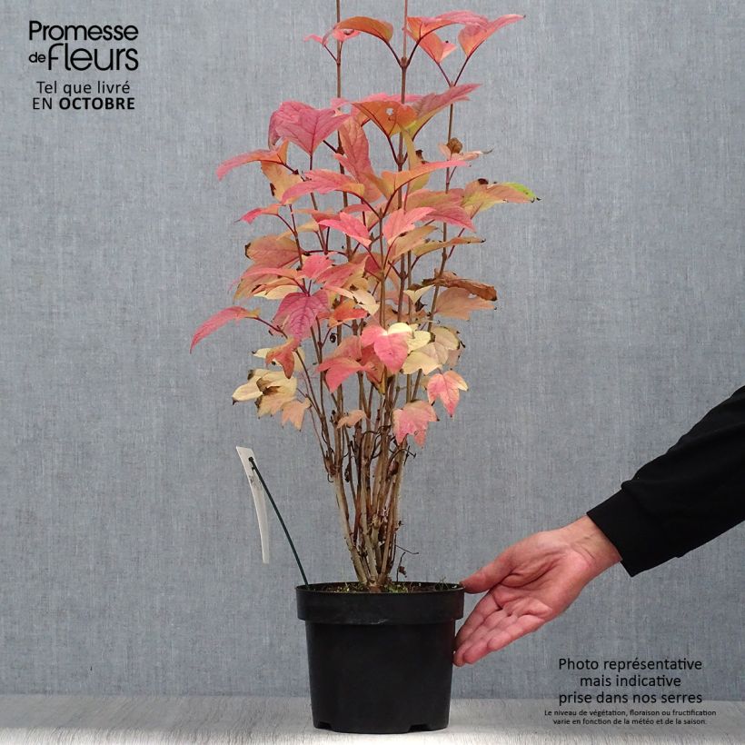 Example of Amerikanischer Schneeball Bailey Compact - Viburnum trilobum Topf mit 3L/4L as you get in automne