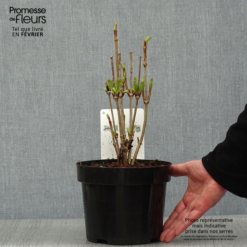 Exemplar von Amerikanischer Schneeball Bailey Compact - Viburnum trilobum Topf mit 3L/4L wie im Winter geliefert