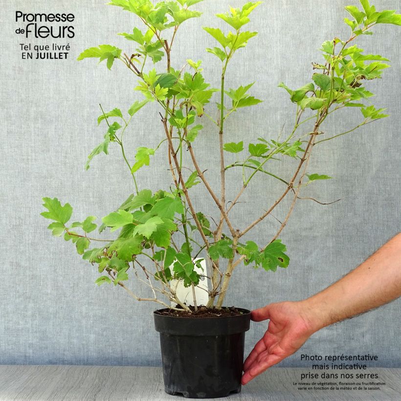 Exemplar von Amerikanischer Schneeball Wentworth - Viburnum trilobum Topf mit 3L/4L wie im Sommer geliefert