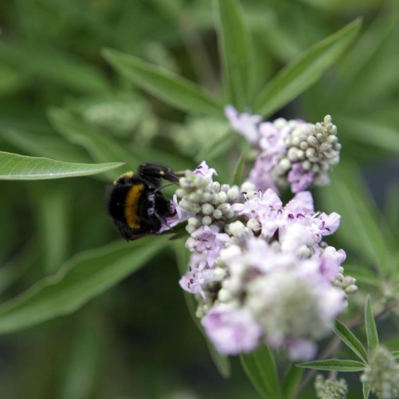 Vitex agnus-castus Pink Pinnacle - Keuschbaum (Flowering)