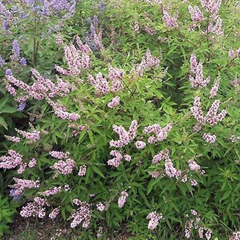 Vitex agnus-castus Pink Pinnacle - Keuschbaum (Plant habit)