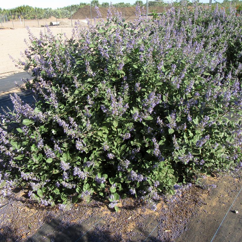 Vitex agnus-castus Chicagoland Blues - Keuschbaum (Plant habit)