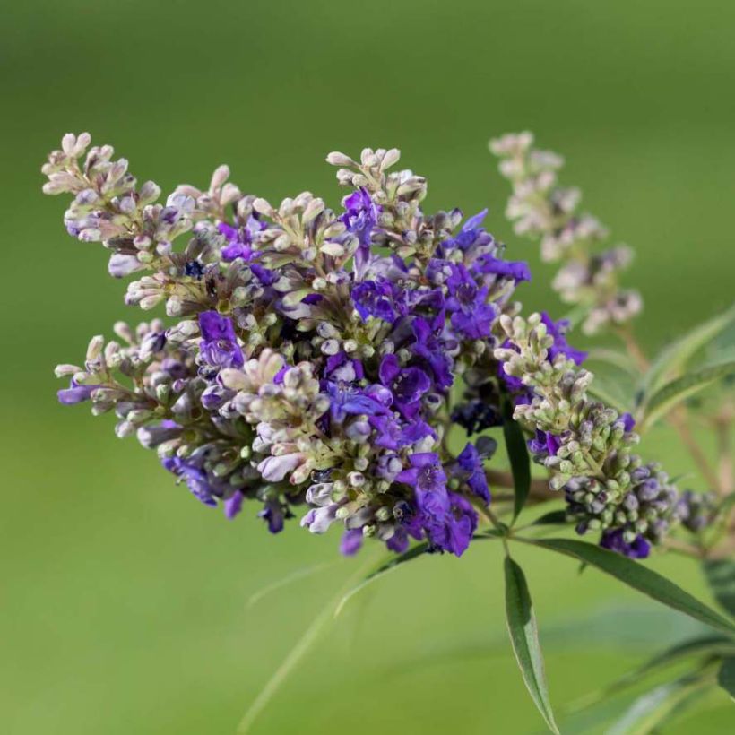 Vitex agnus-castus Blue Puffball - Keuschbaum (Flowering)