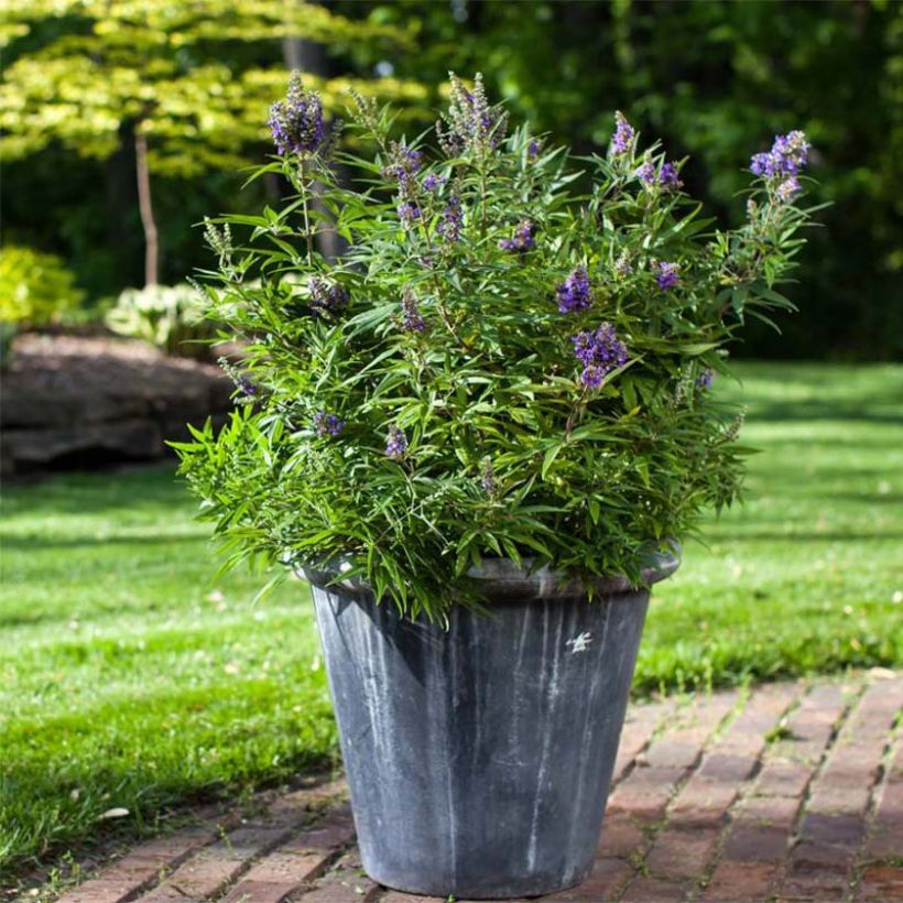 Vitex agnus-castus Blue Puffball - Keuschbaum (Plant habit)