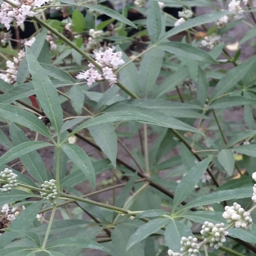 Vitex agnus-castus Albus - Keuschbaum (Foliage)