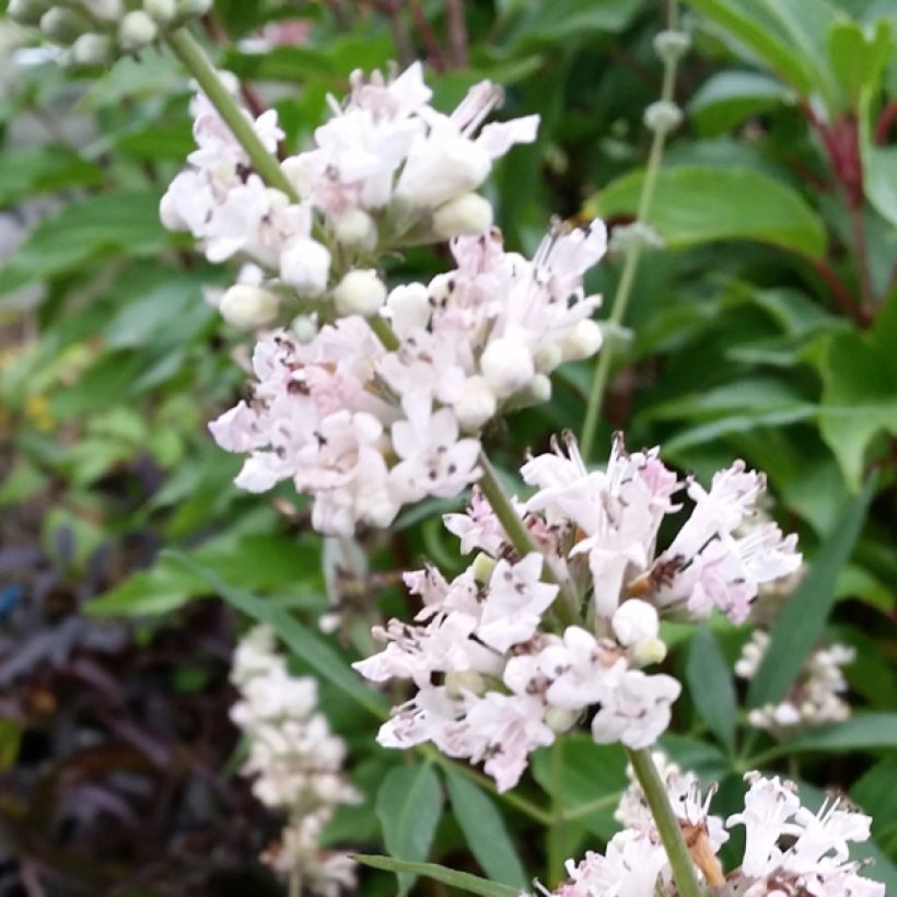 Vitex agnus-castus Albus - Keuschbaum (Flowering)