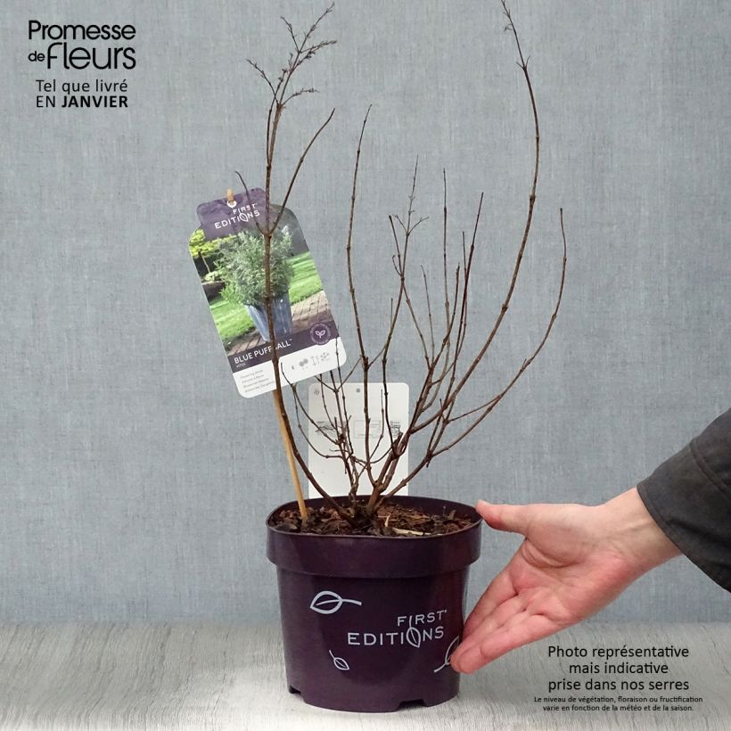 Exemplar von Vitex agnus-castus Blue Puffball - Keuschbaum Topf mit 3L/4L wie im Winter geliefert