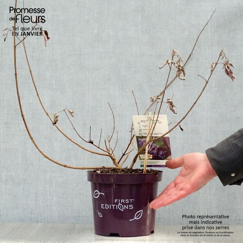 Exemplar von Vitex agnus-castus Flip Side - Keuschbaum Topf mit 3L/4L wie im Winter geliefert