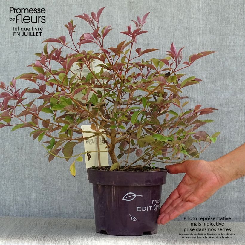 Exemplar von Vitex agnus-castus Flip Side - Keuschbaum Topf mit 3L/4L wie im Sommer geliefert