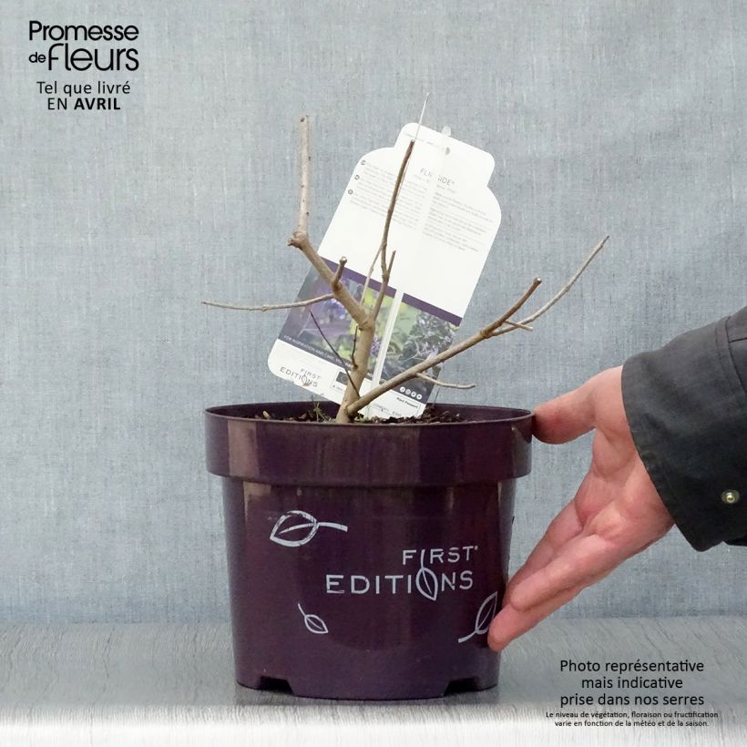 Exemplar von Vitex agnus-castus Flip Side - Keuschbaum Topf mit 3L/4L wie im Frühjahr geliefert