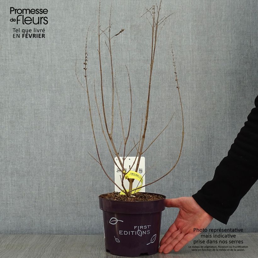 Example of Vitex agnus-castus Galactic Pink - Keuschbaum Topf mit 3L/4L as you get in hiver