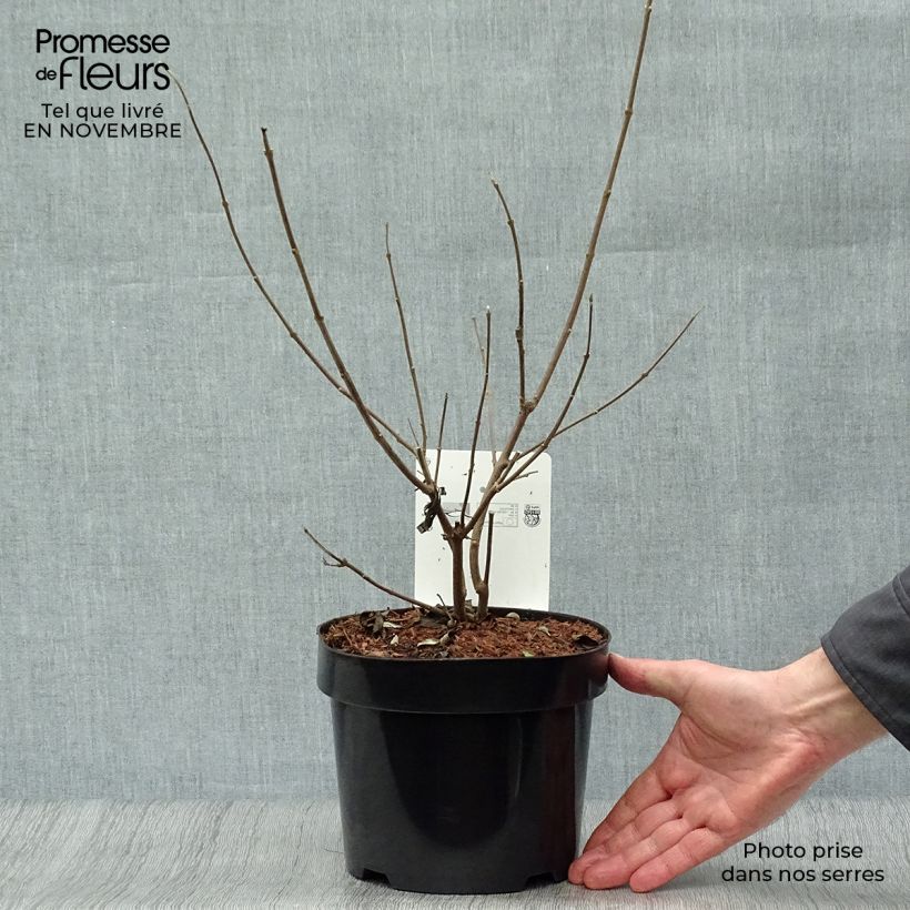 Example of Vitex agnus-castus Latifolia - Keuschbaum Topf mit 2L/3L as you get in automne