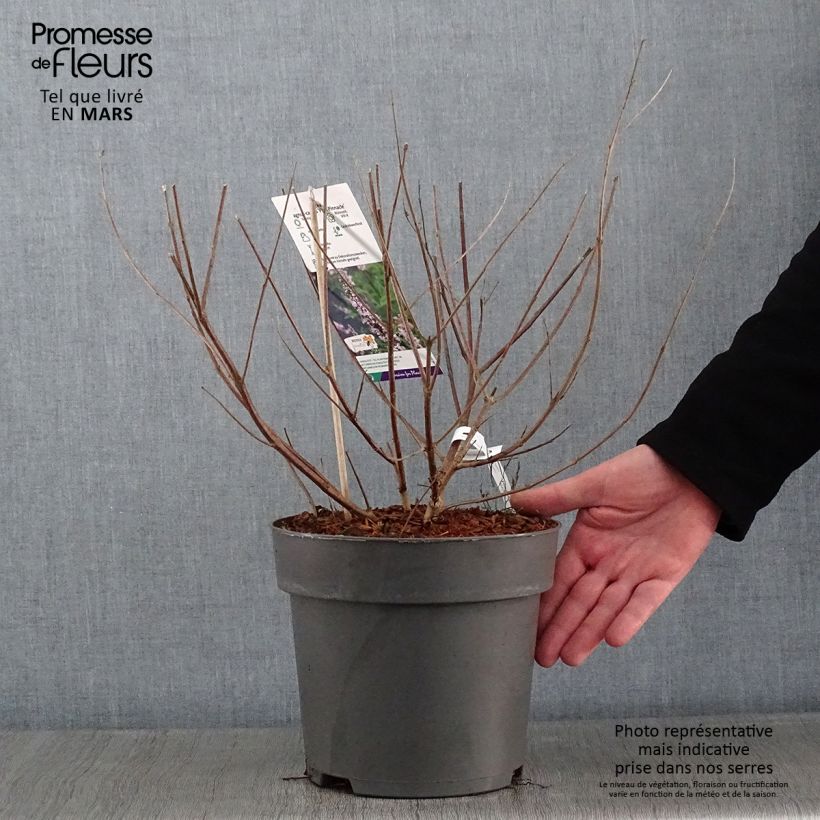 Exemplar von Vitex agnus-castus Pink Pinnacle - Keuschbaum Topf mit 3L/4L wie im Winter geliefert