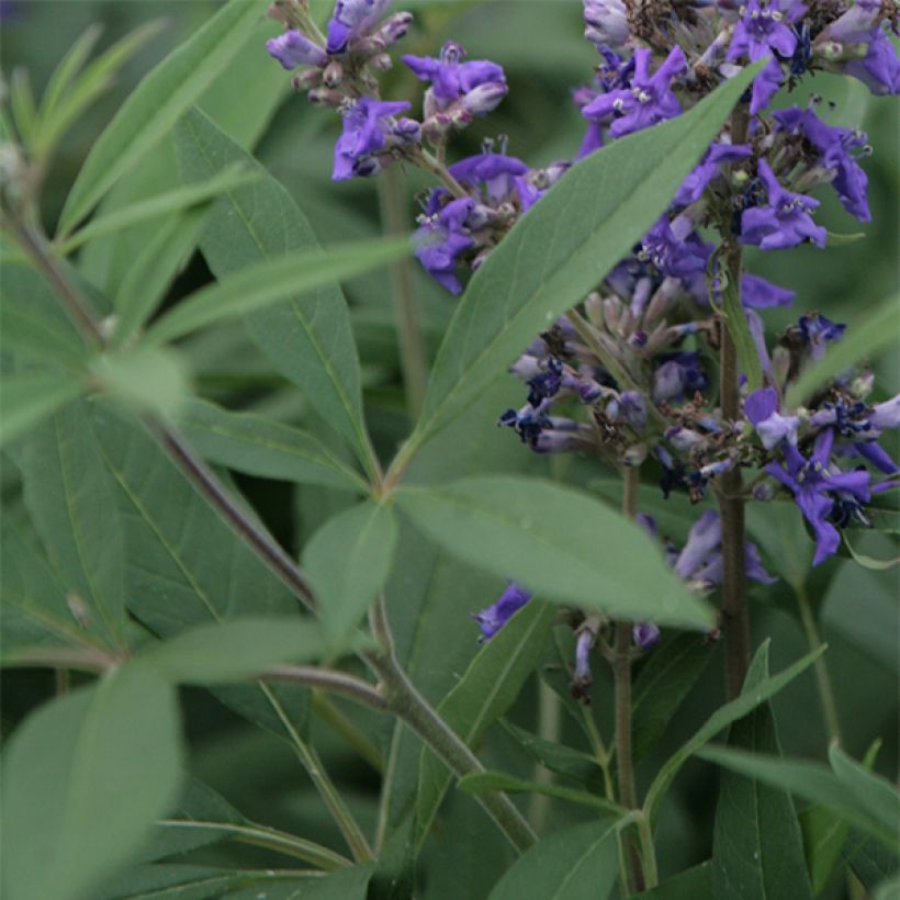 Vitex agnus-castus Delta Blues - Keuschbaum (Foliage)