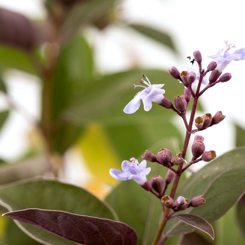 Vitex trifolia Purpurea (Flowering)